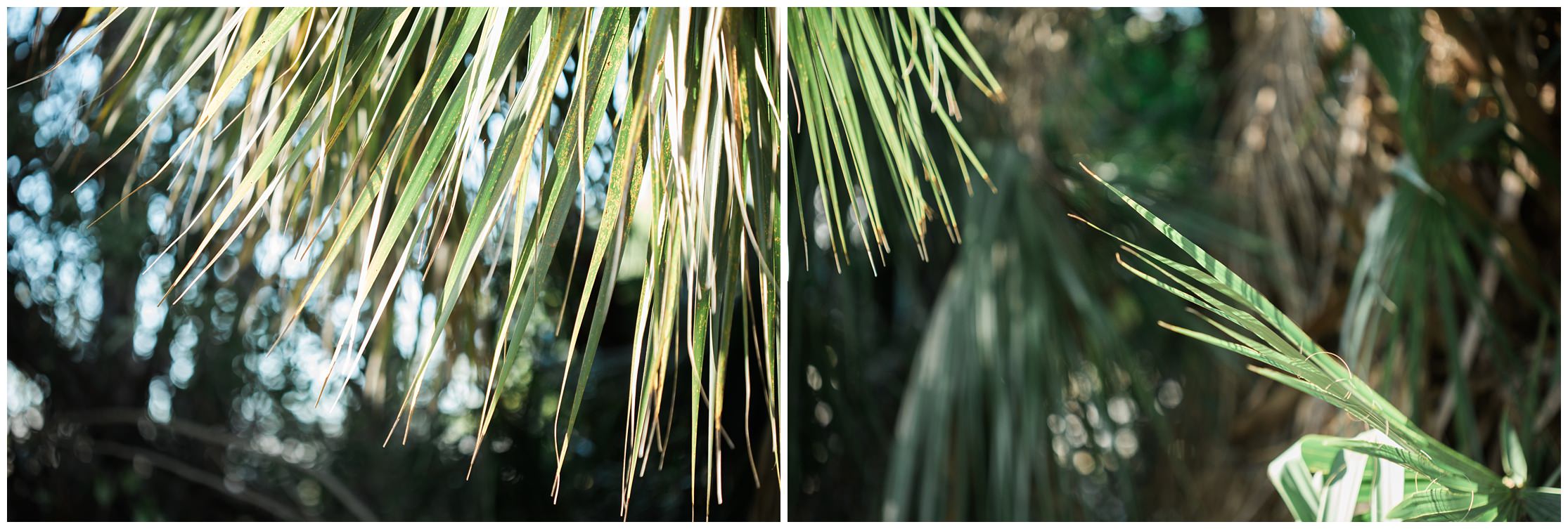 palm, palm fronds, palm trees, green palm, fauna, florida, dlorida details, florida photography, florida photographer