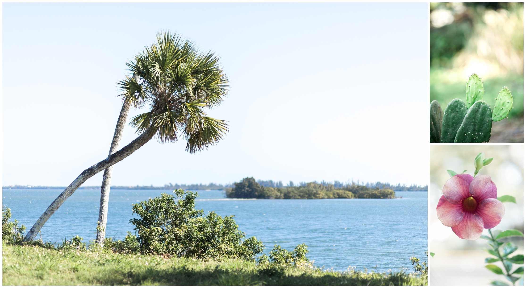 palm trees, sebastian florida, florida, sebastian, island, coast, florida photographer, florida photography