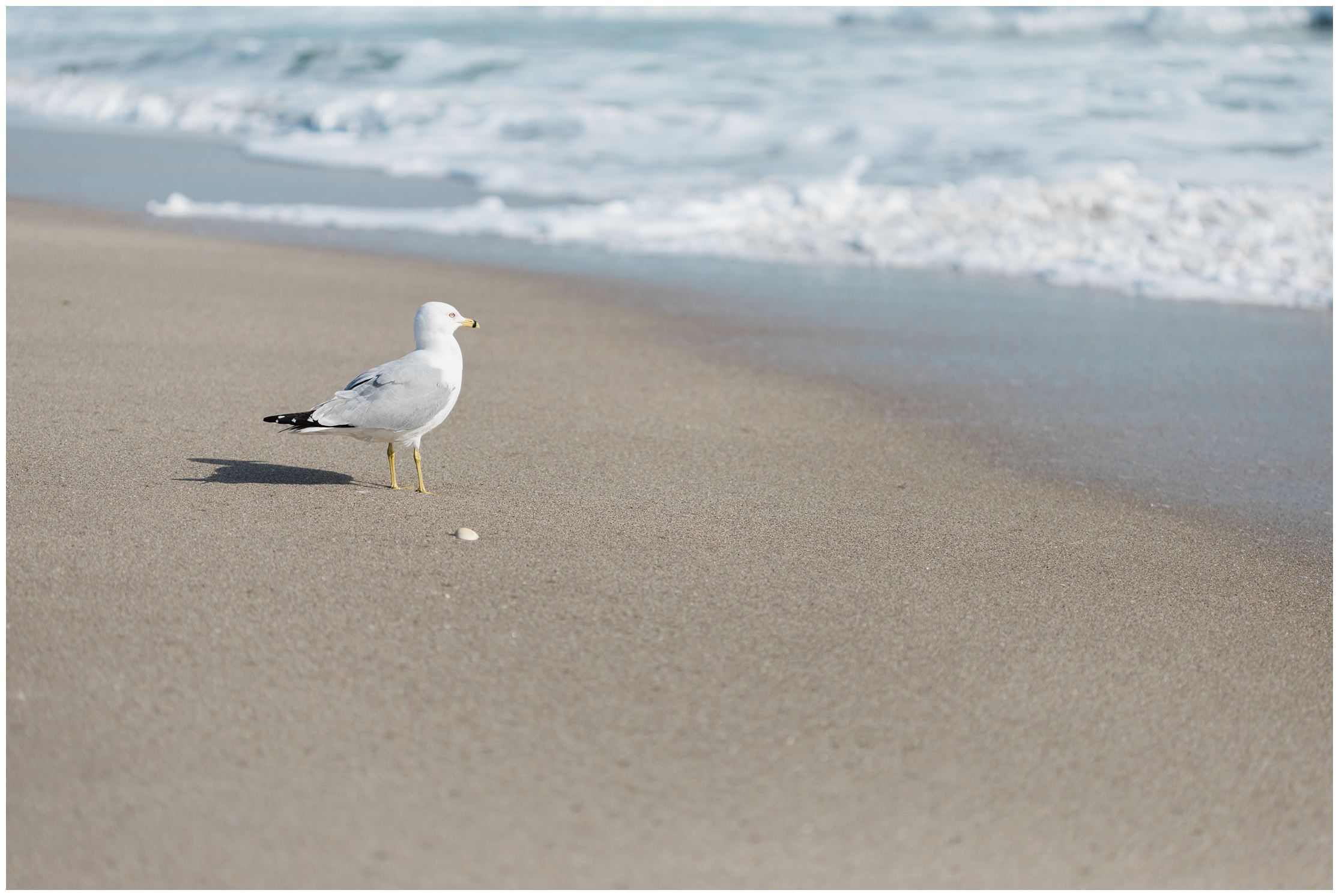 gull, seagull, sand, shore, beach, sea, treasure coast, treasure coast florida, florida, florida photographer, treasure coast photographer, quiet beach, bird