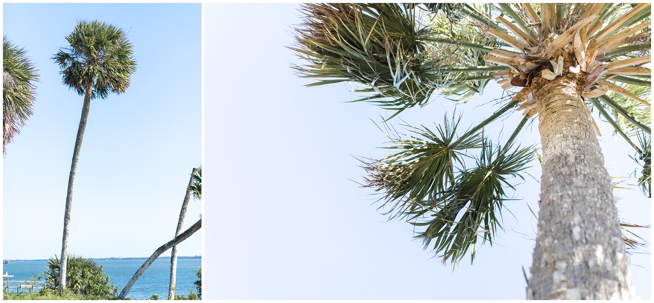 palm tree, flora, inlet, beach, florida, florida photographer, florida photography, florida landscape, landscape photography, landscape photography, blue sky, sunny day