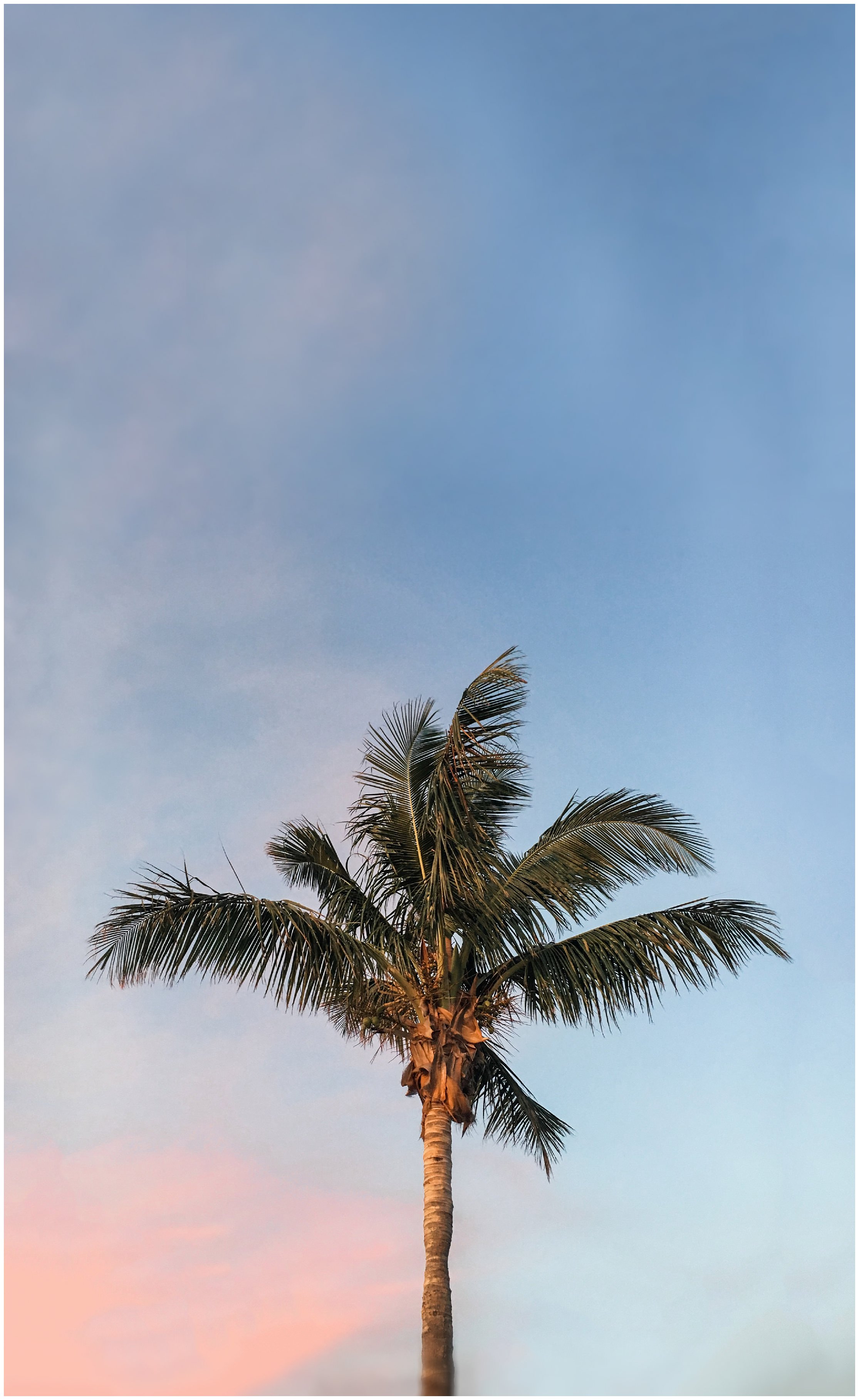 palm tree, sunset, treasure coast florida, treasure coast, sunset, florida photographer, florida photography, treasure coast photographer, landscape photography, florida, florida photography, florida photographer 